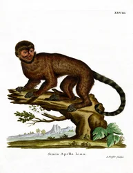 Capucin à toupet