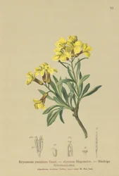 Giroflée naine