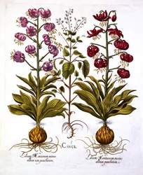 Turks Cap Lily et Enchanters Nightshade, de Hortus Eystettensis, par Basil Besler, pub. 1613