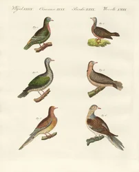 Tourterelles