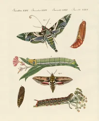 Papillon du crépuscule