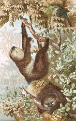 Paresseux à deux doigts, planche de "Brehms Tierleben: Allgemeine Kunde des Tierreichs", vol.2, p.646, publié par Bibliographisches Institut