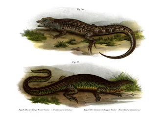Neusticurus à deux faces