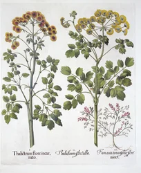 Two Kinds of Meadow Rue et Fumewort, de Hortus Eystettensis, par Basil Besler, pub. 1613