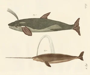 Deux types de baleines