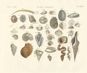 Animaux univalves ou coquilles de vers