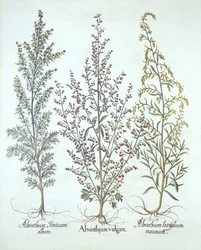 Variations d