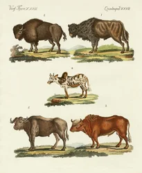 Différents types de bœufs