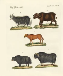 Diverses sortes de bœufs