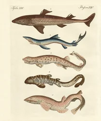 Différents types de requins