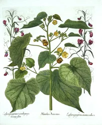 Velvetleaf et Sweet Peas, de Hortus Eystettensis, par Basil Besler, pub. 1613