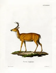 Cerf de Virginie