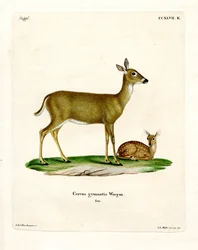 Cerf de Virginie