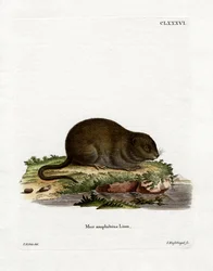 Rat d