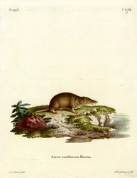 Musaraigne aquatique