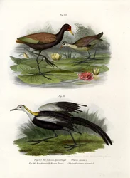 Jacana à crête, 1864