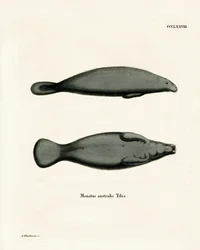 Lamantin des Caraïbes
