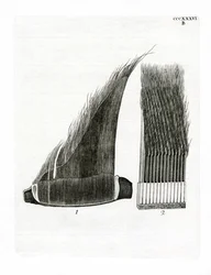 Fanons de Baleine
