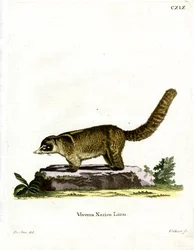 Coati à nez blanc