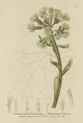 Pétasite blanc (Petasites niveus, Petasites albus)