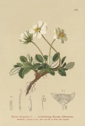 Dryade blanche