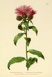 Centaurée phrygienne
