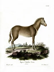 Cheval Sauvage