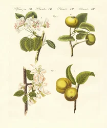 Types de fruits sauvages