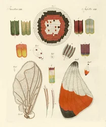 Aile de papillon