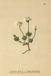 Androsace velue