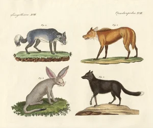 Loups et renards