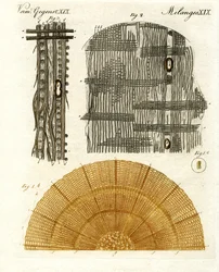 Anatomie du bois