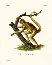 Singe-araignée laineux