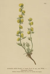 Armoise (Artemisia nitida, Artemisia lantana)