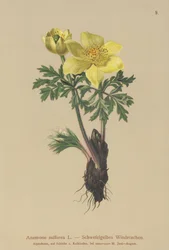 Anémone jaune