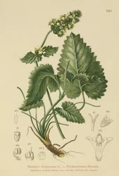 Bétoine jaune