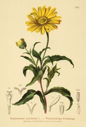 Œil-de-bœuf jaune (Buphthalmum salicifolium)