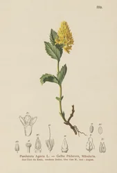 Paederota jaune