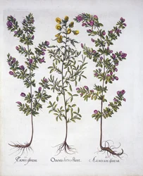 Rest-Harrow jaune, Rest-Harrow rose et Rest-Harrow épineux rose, de Hortus Eystettensis, par Basil Besler (1561-1629), pub. 1613