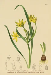 Gagée de Liotard (Gagea Liottardi, Gagea lutea, Gagea fragifera, Ornithogalum minimum var. fragiferum, Gagea fistulosa subsp. liotardii)