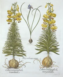 Lis martagon jaune avec bulbe et herbe aux yeux bleus nains, de Hortus Eystettensis, par Basil Besler (1561-1629), pub. 1613