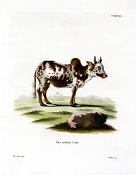 Zébu