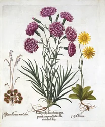 i. Œillet, Dianthus, ii. Arnica & iii. Rossolis à feuilles rondes, de Hortus Eystettensis, par Basil Besler (1561-1629), pub. 1613
