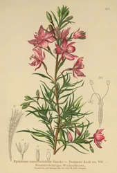 Épilobe à feuilles de romarin (Epilobium rosmarinifolium, Epilobium Dodonaei)