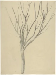 Arbre nu