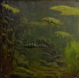 Brochet et perche dans un aquarium
