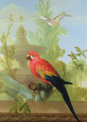 Un Ara et une Colombe dans un jardin ornemental, 1772