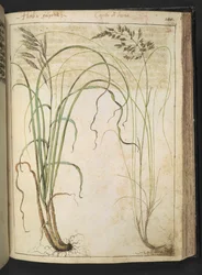 Une plante médicinale, de "Peintures de la flore des États romains" par Gherardo Cibo, Add MS 22333, f142r, c.1564-84