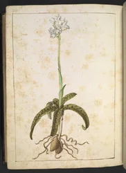 Une plante aux pétales blancs, de "Peintures de la flore des États romains" par Gherardo Cibo, Add MS 22333, f173v, c.1564-84