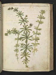 Une plante à feuilles vertes, de "Paintings of Flora of the Roman States" par Gherardo Cibo